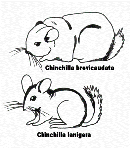 File:Chinchillas- croquis comparatif - Wikimedia Commons