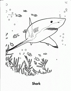 Tiger Shark Coloring Pages 624×803 #2768 Disney Coloring Book Res