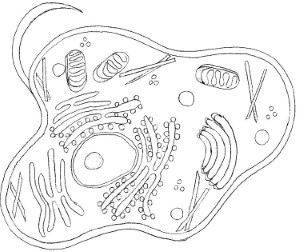 animal cell coloring page to print