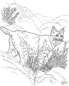 Canada Lynx coloring page