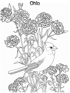 State Flower and State Bird coloring page