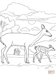 White-tailed deers coloring pages | Free Coloring Pages