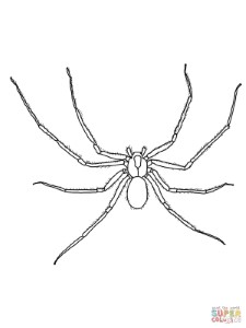 Spiders coloring pages | Free Coloring Pages