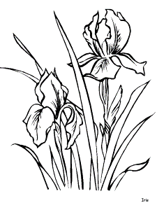 IRIS FLOWER Colouring Pages