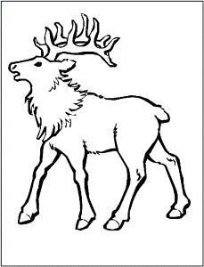 Elk coloring page - Animals Town - animals color sheet - Elk