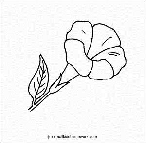 Allamanda - Outline and Coloring Picture with Interesting Facts