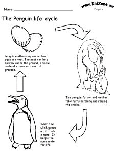 Printable Penguin life cycle sheet. | Teacher!!!