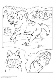 celebrity image gallery: coloring pages wolf