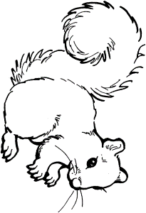 Squirrel With Acorn Coloring Page | Clipart Panda - Free Clipart