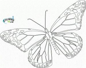 Pin Printable Monarch Butterfly Coloring Page Mycrwscom Cake on