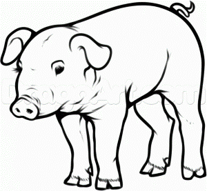 Pig Drawings | animalgals