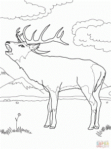 Name Red Deer Coloring Page Resolution Image Id 89323 139956 Red