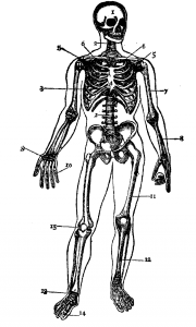 Human Skeleton Coloring Pages Coloring Book Area Best Source For