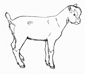 Goat Drawings - Rubystar Dairy Goats