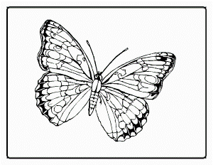 Animal Coloring Butterfly Coloring Pages Butterfly 22 Butterfly