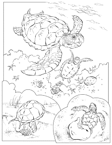 Loggerhead Sea Turtle Coloring Page Images & Pictures - Becuo