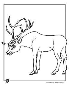 Whitetail Deer Coloring Pages 278 | Free Printable Coloring Pages