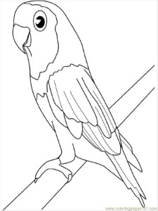 Coloring Pages Parakeet (Birds > Parrots) - free printable