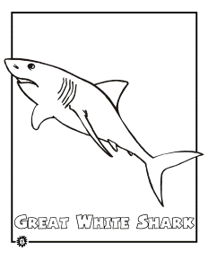 Great White Shark coloring page - Animals Town - animals color