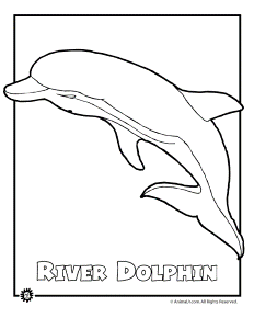 Amazon River Dolphin coloring page - Animals Town - animals color