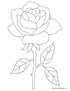A beautiful rose with three petals coloring pages | Download Free