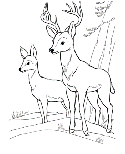 Deer Coloring Page | Wild Animal Buck Deer Coloring Pages and Kids