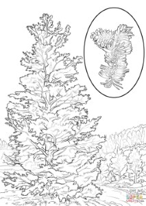 Bristlecone Pine coloring page | Free Printable Coloring Pages
