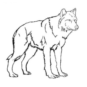 baby wolf coloring pages - Printable Kids Colouring Pages