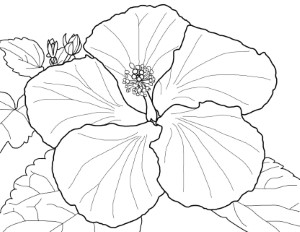 Free Hibiscus Flower Coloring Pages | Cooloring.com