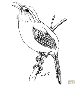 Carolina Wren coloring page | Free Printable Coloring Pages