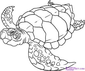 How to Draw a Turtle, Step by Step, Reptiles, Animals, FREE Online