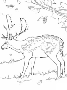 Deer #18 (Animals) – Printable coloring pages