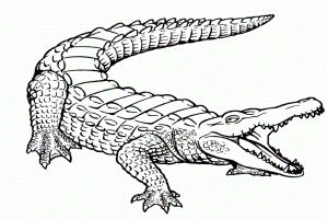 Alligator Coloring Page - Coloring For KidsColoring For Kids