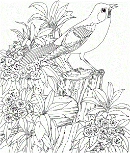 Coloring Pages For Adults Nature | lugudvrlistscom