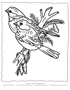 Printable Christmas Coloring Pages Birds, Echo