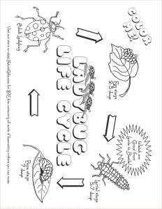 FREE Ladybug Life Cycle Coloring Page