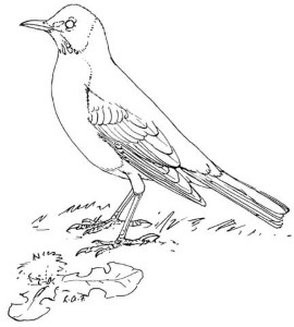 American Robin coloring page | Free Printable Coloring Pages