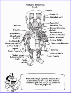 coloring ~ Free Printable Anatomy Coloring Pages Staggering ...