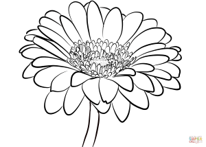 Gerbera Daisy | Super Coloring | Flower drawing