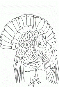 9 Pics of Wild Turkey Hunting Coloring Pages - Wild Turkey ...