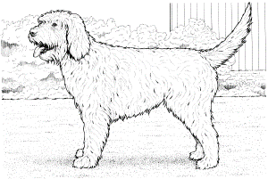 Cockapoo Puppy Coloring Pages - Coloring Pages For All Ages