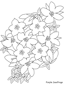 Purplesaxifrage Flowers Coloring Pages & Coloring Book