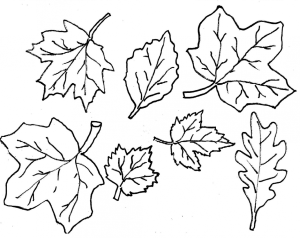Pin Autumn Leaves Outline On Pinterest Coloring Pages Id 75937