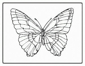 Butterfly coloring pages | coloring pages | coloring page