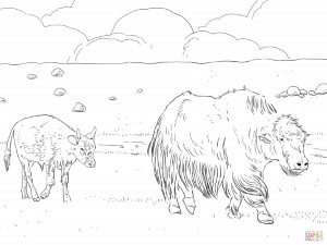 Yak Mother with Calf coloring page | Free Printable Coloring Pages