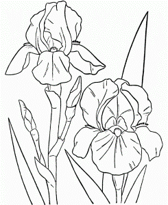Free Coloring Pages Of Iris Flower - VoteForVerde.com