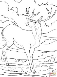 Black Tailed Mule Deer coloring page | Free Printable Coloring Pages