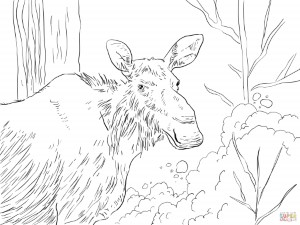 Eastern Moose coloring page | Free Printable Coloring Pages