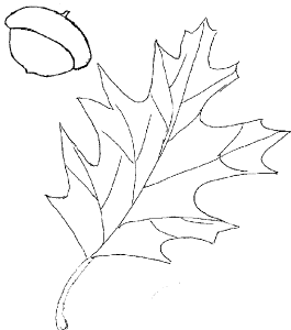 leaf template | Coloring Picture HD For Kids | Fransus.com775×878