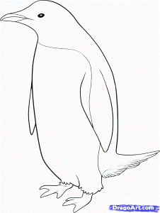 How to Draw a Penguin, Step by Step, Birds, Animals, FREE Online